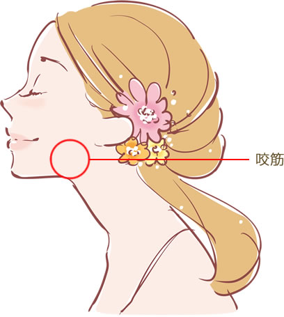 エラ張りの原因である咬筋の位置を示す図