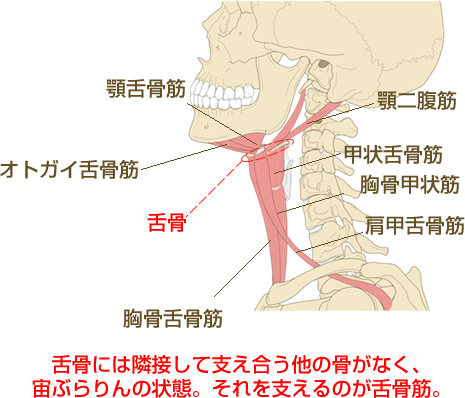 二重顎の原因となる舌骨、舌骨筋説明図